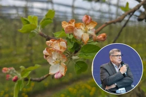 Crni mraz nanio najveće štete, voćari traže proglašenje elementarne nepogode