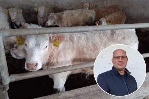 Cijene tovnih junadi i bikova na EU tržištu će rekordno rasti, ali u Hrvatskoj ostaju iste?