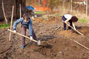 Ekološki uzgoj šparoge za početnike