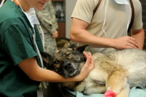 Veterinari, uključite se u javnu raspravu o Zakonu