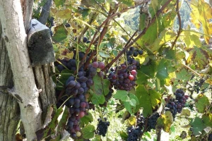 Berba u Baranji se vratila na početak rujna, a Belje se okreće crnim vinima