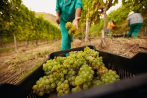 Proizvodnja vina u Francuskoj manja za 10%