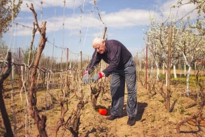 Na jedno strano, kontrolira se četiri domaća vina