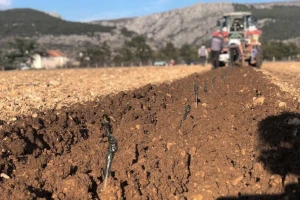 Obradili vjerojatno najveću zemlju u Imotskom kraju, najveći dio vinograda činit će kujundžuša