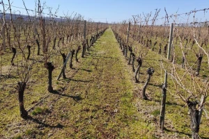 Vinogradari, zaštitite lozu bakrenim i sumpornim sredstvima