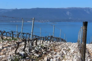 Plavac mali i pošip koji gledaju na Pelješki most
