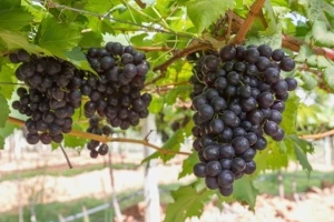 Viticulture &amp; Viniculture 2015.
