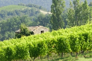 Novije berbe poveznica su zelene i plave Hrvatske