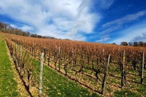 Preventivnim mjerama zaštititi vinograd od niskih temperatura
