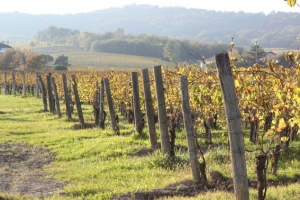 Njega ekološkog vinograda