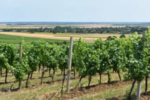 Rast površina pod vinogradom - rezultat Vinske omotnice?