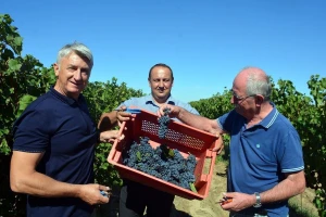 Otkrivena tajna Nadinskog blata, vrhunske loze i šampionskog vina