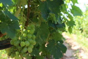 Stižu novi natječaji za novac iz Vinske omotnice