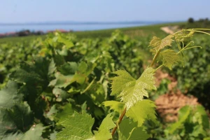 Vinogradari, ovo su vaše obveze za sprječavanje širenja i suzbijanje zlatne žutice