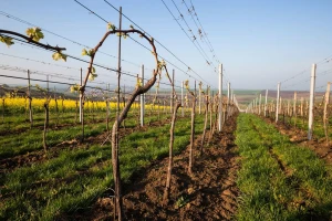 Vrijeme je da zimskim prskanjem "okupate" voćke i vinovu lozu