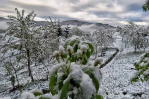 Moguće mjestimično veće štete od mraza nego lani
