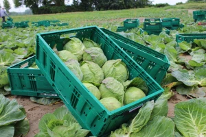 Brinete da će vam kupus biti slab za prodaju? Učinite ovih 5 stvari i mirno čekajte berbu