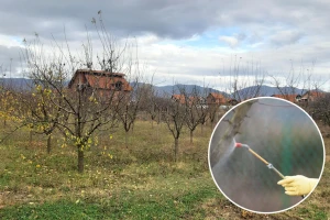Priprema za zimu: Tretmani voćaka u fazi mirovanja