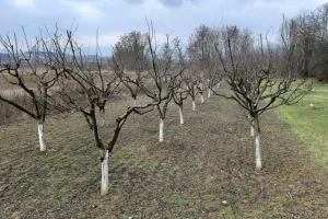 Zaštita voćaka od kasnih proljetnih mrazeva