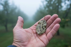 Vremenske prilike pogoduju bolestima voćaka