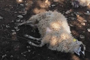 Čopor vukova napao ovce Ivana Pleića, 12 je odmah stradalo, tridesetak naklano