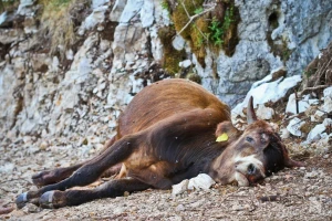 Vukopsi i dalje teroriziraju žitelje zabiokovskih sela, sada se viđaju i na prometnicama blizu naseljenih područja