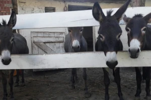 Uz krave drže ovce, magarice, nesilice, sade povrće - ključ uspjeha u raznovrsnosti?