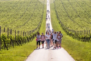 Vinski mjesec u Osječko-baranjskoj županiji - vinskom raju istoka Hrvatske