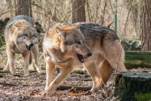 U RH 200 vukova čini štetu od 220.000 eura, a 360 vukova u Francuskoj 3,6 milijuna eura?