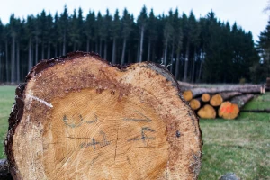 17 milijuna kuna iz fondova za ulaganje u šume