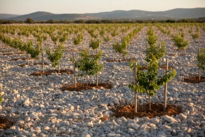 Za voće iz kamena Katuna-Prpoše oko 25 milijuna kuna