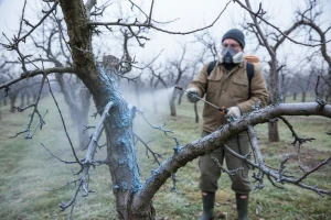 Za zdravo voće najvažnije je zimsko prskanje