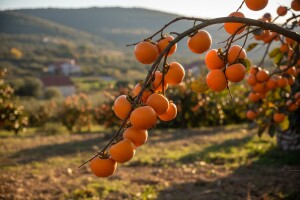 Zagora pogodna i za egzotično voće!