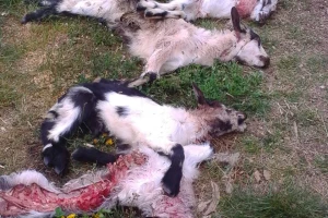 Pojava vukopasa u Dalmatinskoj zagori digla na noge lovce i stočare