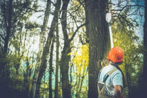 Dajte mišljenje na Nacrt prijedloga Zakona o šumama