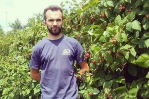 Dvogodišnja malina - agrotehničke, pomotehničke i mjere zaštite u nasadima maline nakon berbe
