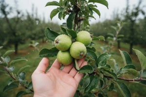 Zaštita jabuke od krastavosti i pepelnice
