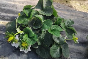 Zaštitite jagode u plastenicima, pomoći može i češnjak?