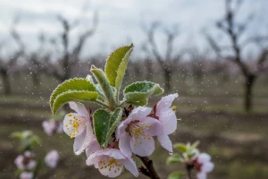 Zaštita marelica, bresaka, jabuka i krušaka