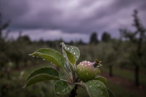 Zaštita nasada jabuka i krušaka