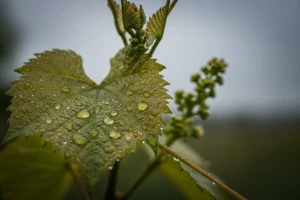 Zaštita ranih sorti vinove loze