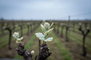 Zaštita vinove loze od crne pjegavosti