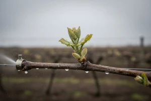 Zaštita vinove loze od crne pjegavosti