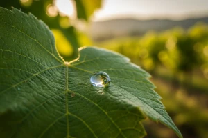 Zaštita vinove loze od plamenjače i pepelnice