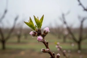 Zaštitite nasade breskve i nektarine
