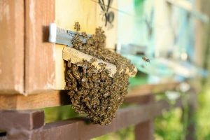Zašto dolazi do rojenja pčela, koji su pokazatelji i kako ga spriječiti?