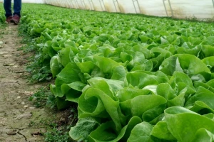 Koje uvjete ispoštivati za uzgoj salate tijekom cijele godine?