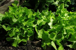 Uzgoj zelene salate u plasteniku i stakleniku