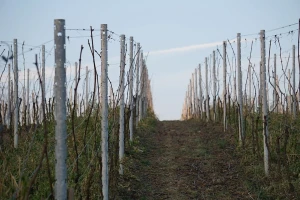 Proljetna obrada zemljišta u vinogradu