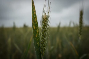Žitarice - predviđanja za fungicidnu sezonu